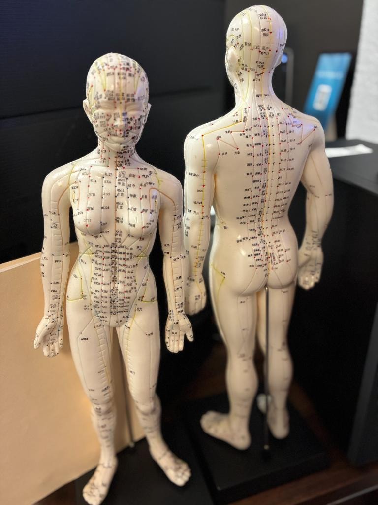 Acupuncture meridian models at 5-Star Chiropractic